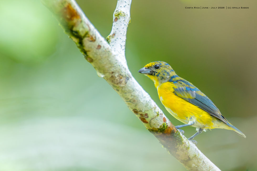 Euphonia