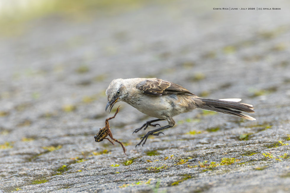 Tropical Mockingbird with a snack (Masked Tree Frog)