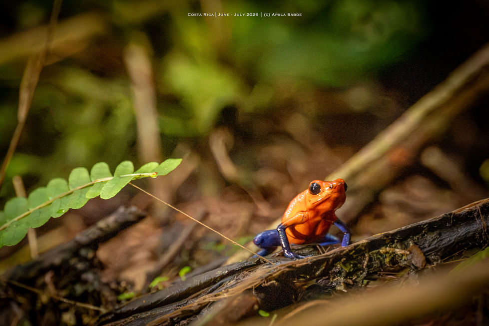 Strawberry Poison Dart Frog