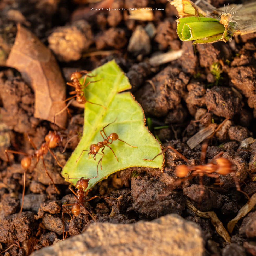 Leafcutter Ant carrying leaf3.jpg