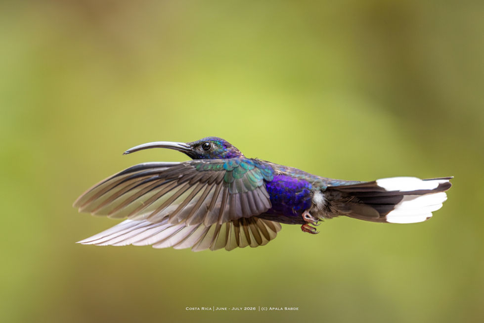 Violet Sabrewing - Largest hummingbird in Costa Rica and Central America