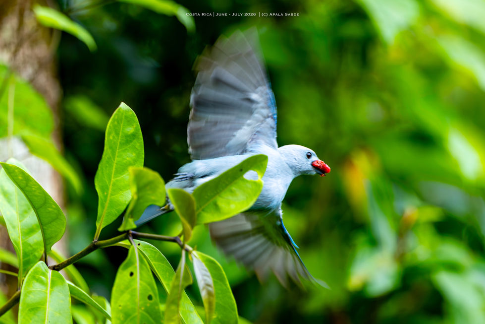 Blue Gray Tanager