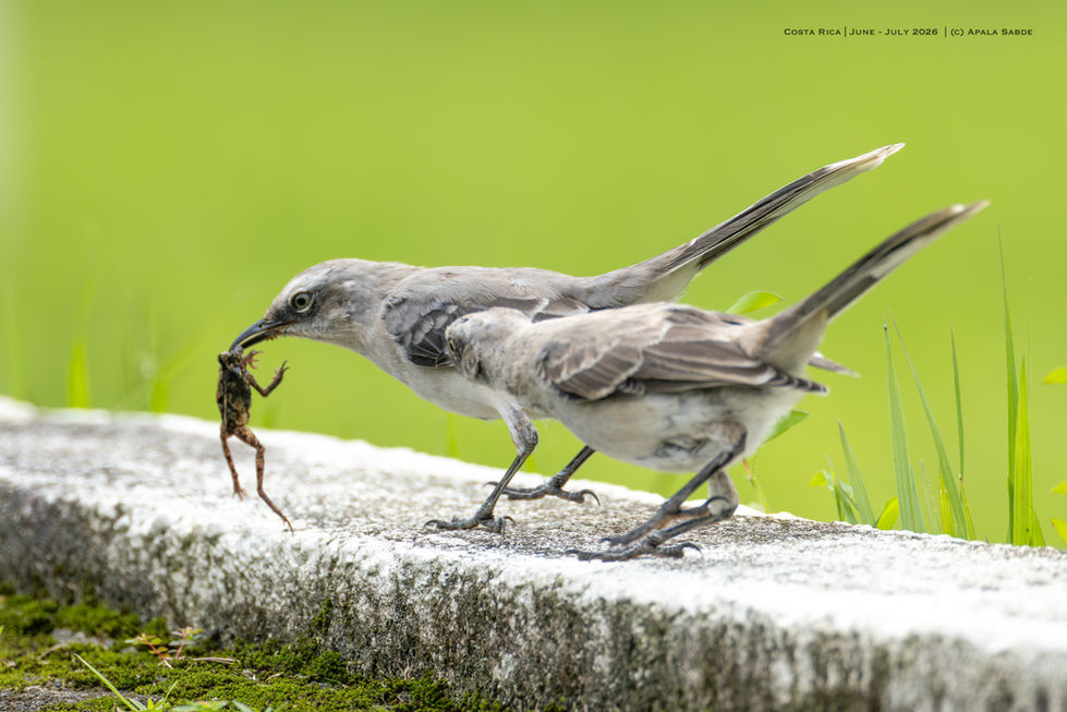 Tropical Mockingbirds with a snack (Masked Tree Frog)