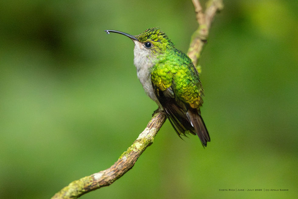 White bellied mountain gem