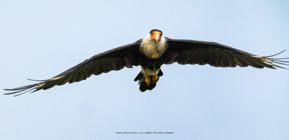 Crested Caracara - National Bird of Mexico