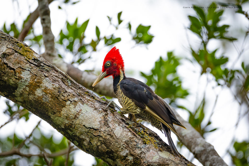 Pale Billed Woodpecker
