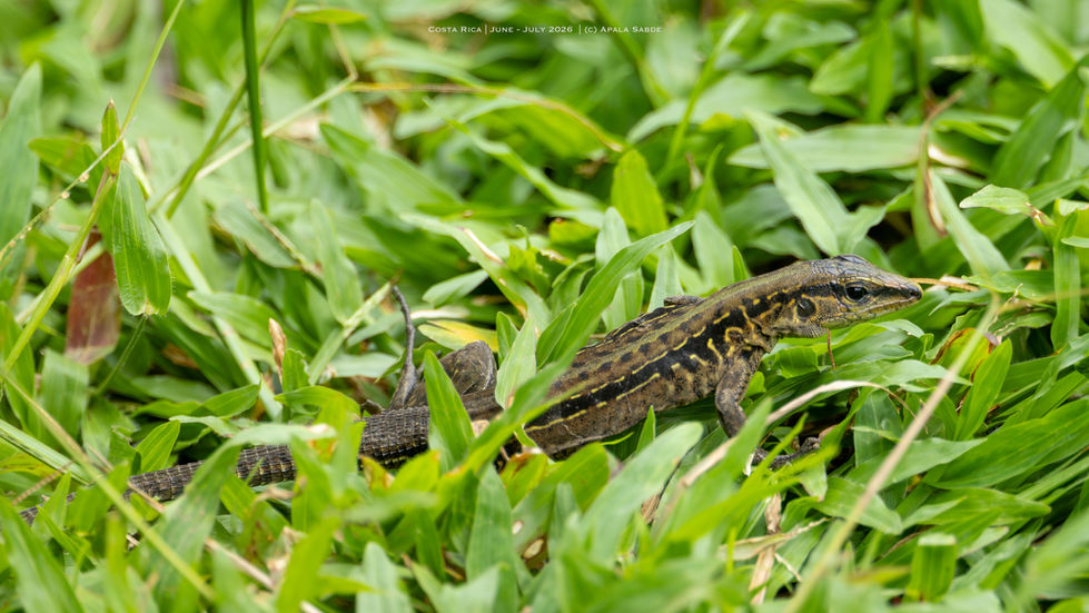 Anole