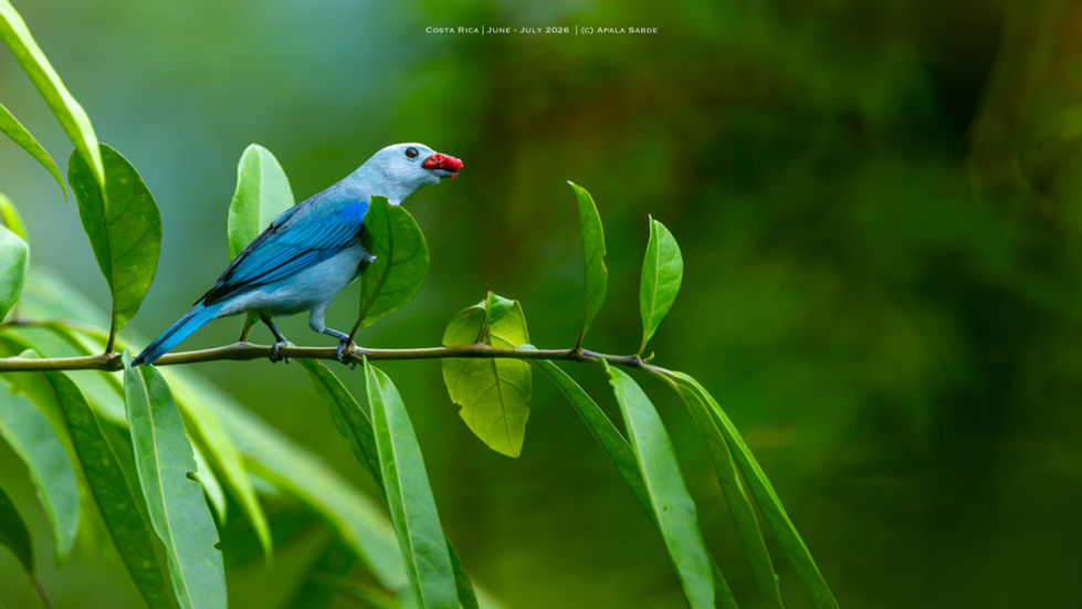 Blue Gray Tanager