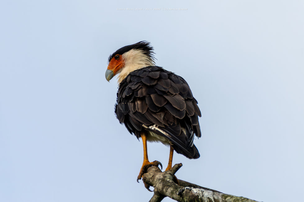 Crested Caracara - National Bird of Mexico