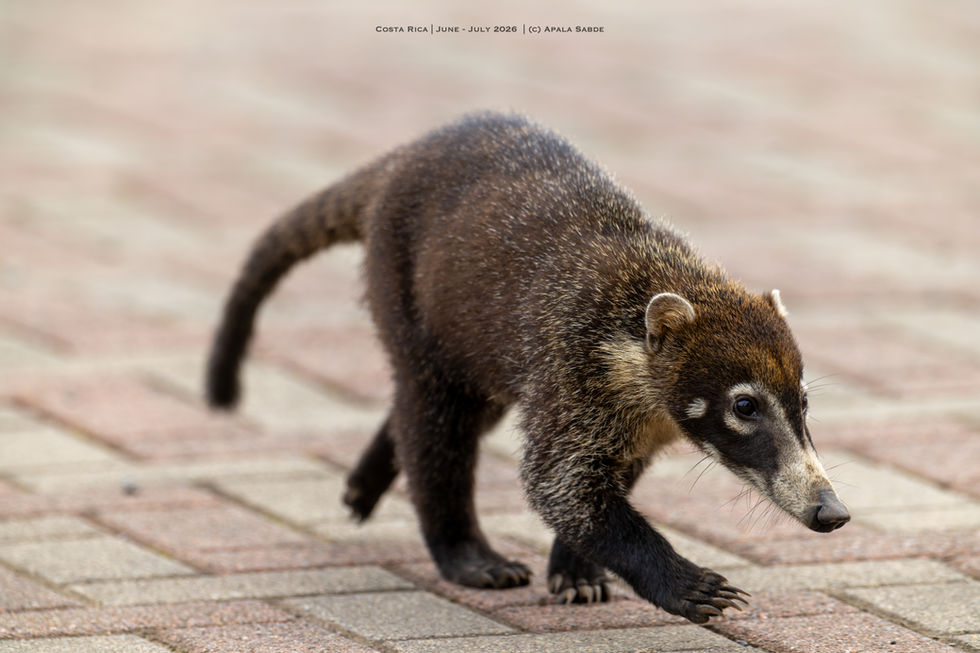 Coati