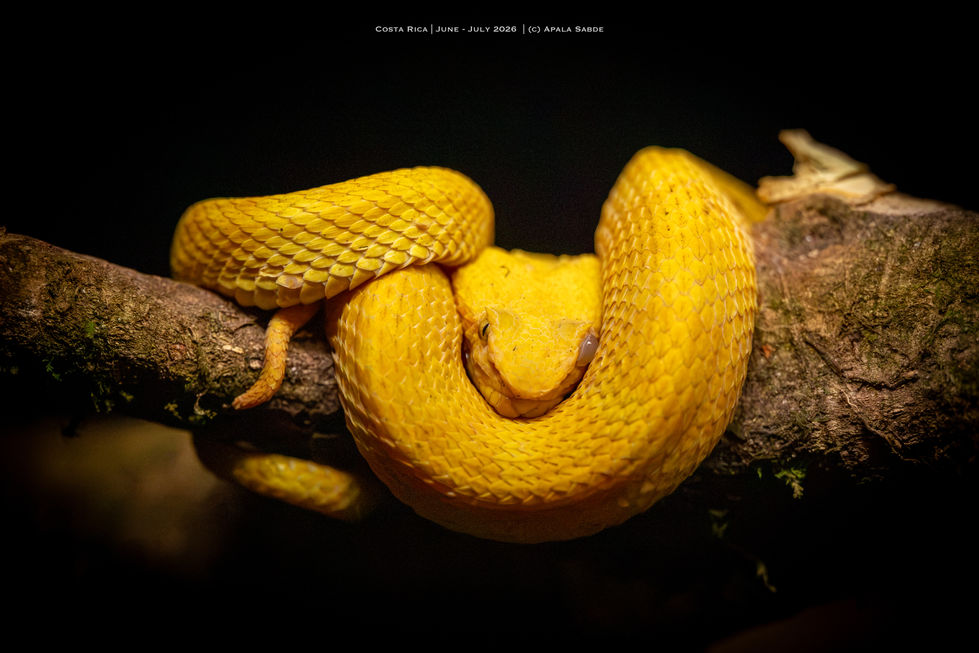 Eyelash Viper
