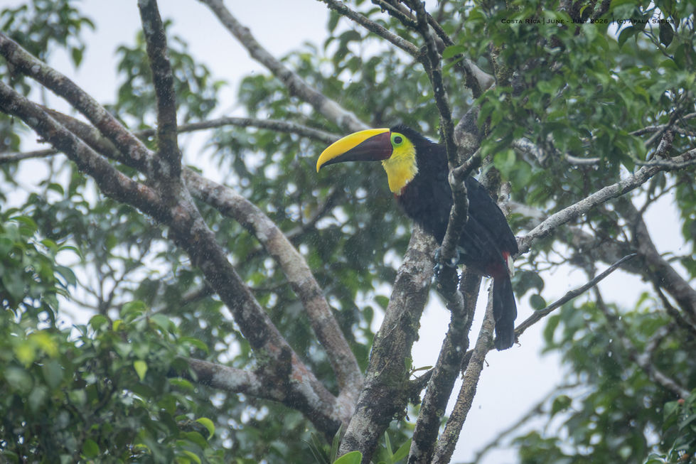 Yellow-throated Toucan