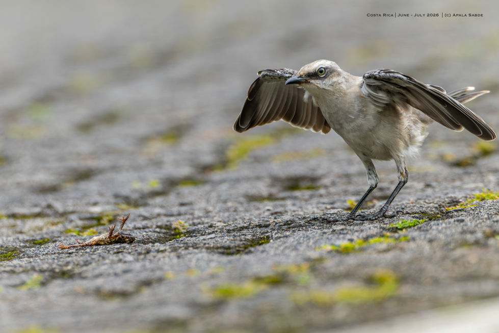 Tropical Mockingbird hiding the snack (Masked Tree Frog)