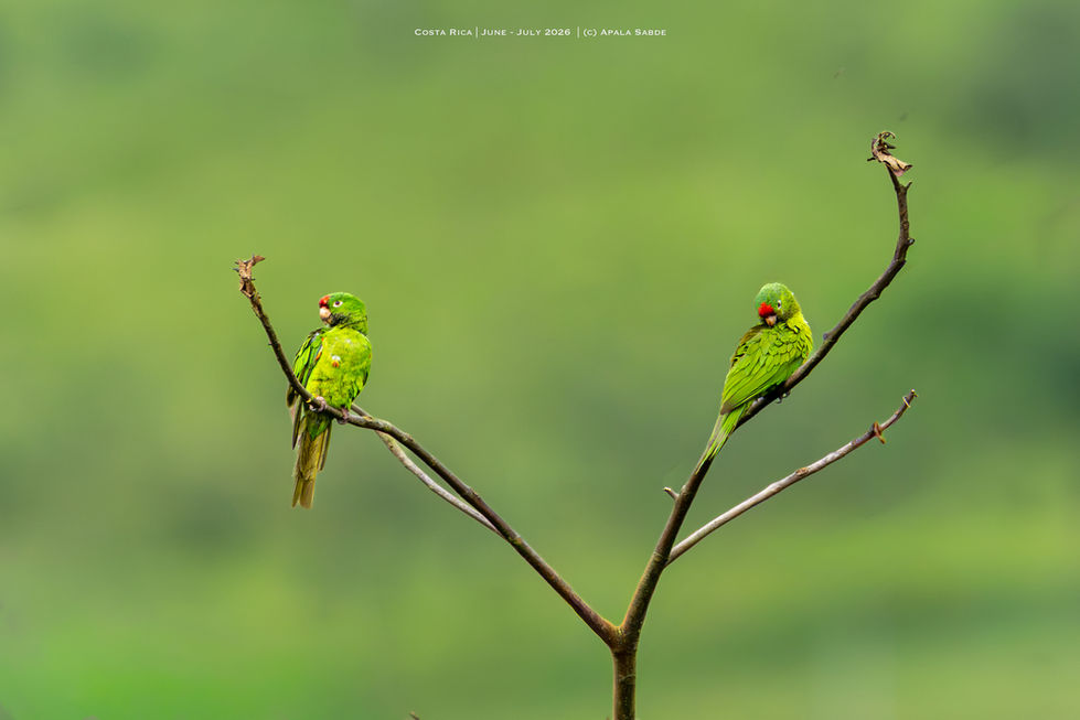 Parakeet (to be identified)