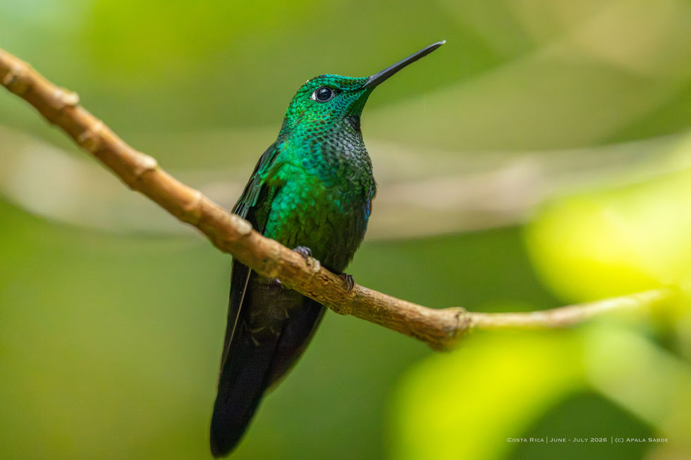 Green Crowned Emerald