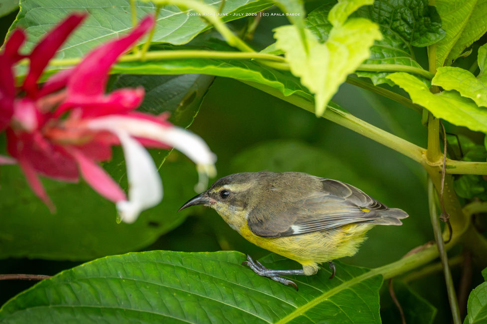 Bananaquit