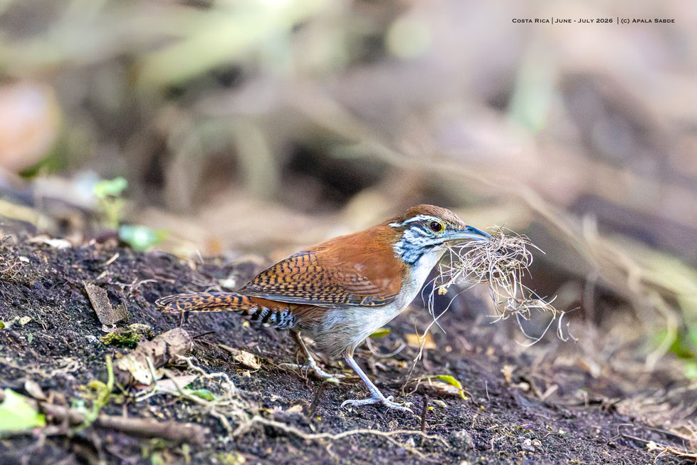 Rufous and White Wren.jpg