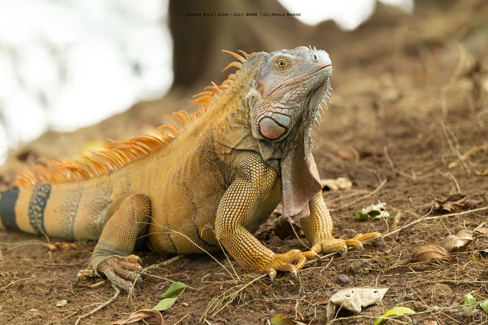 Adult Green Iguana