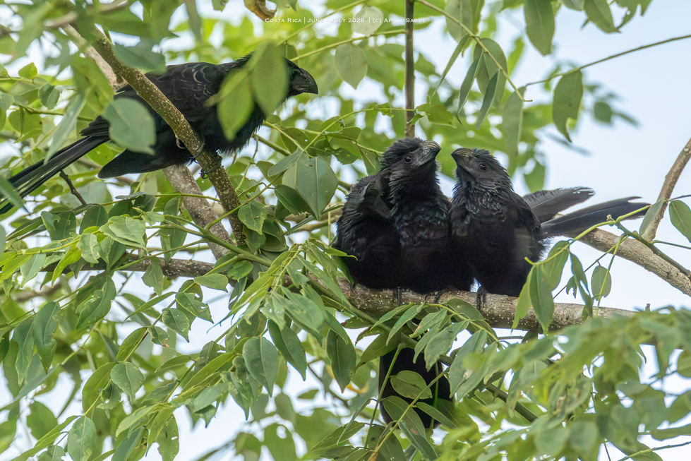 Juvenile - melodious black bird