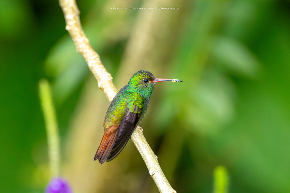 Rufous Tailed Hummingbird