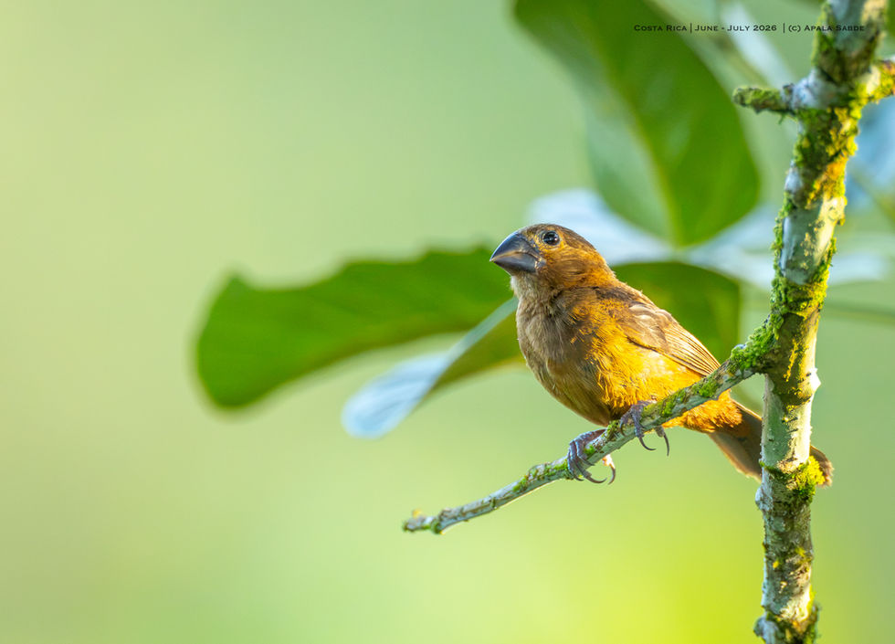 Variable Seed eater