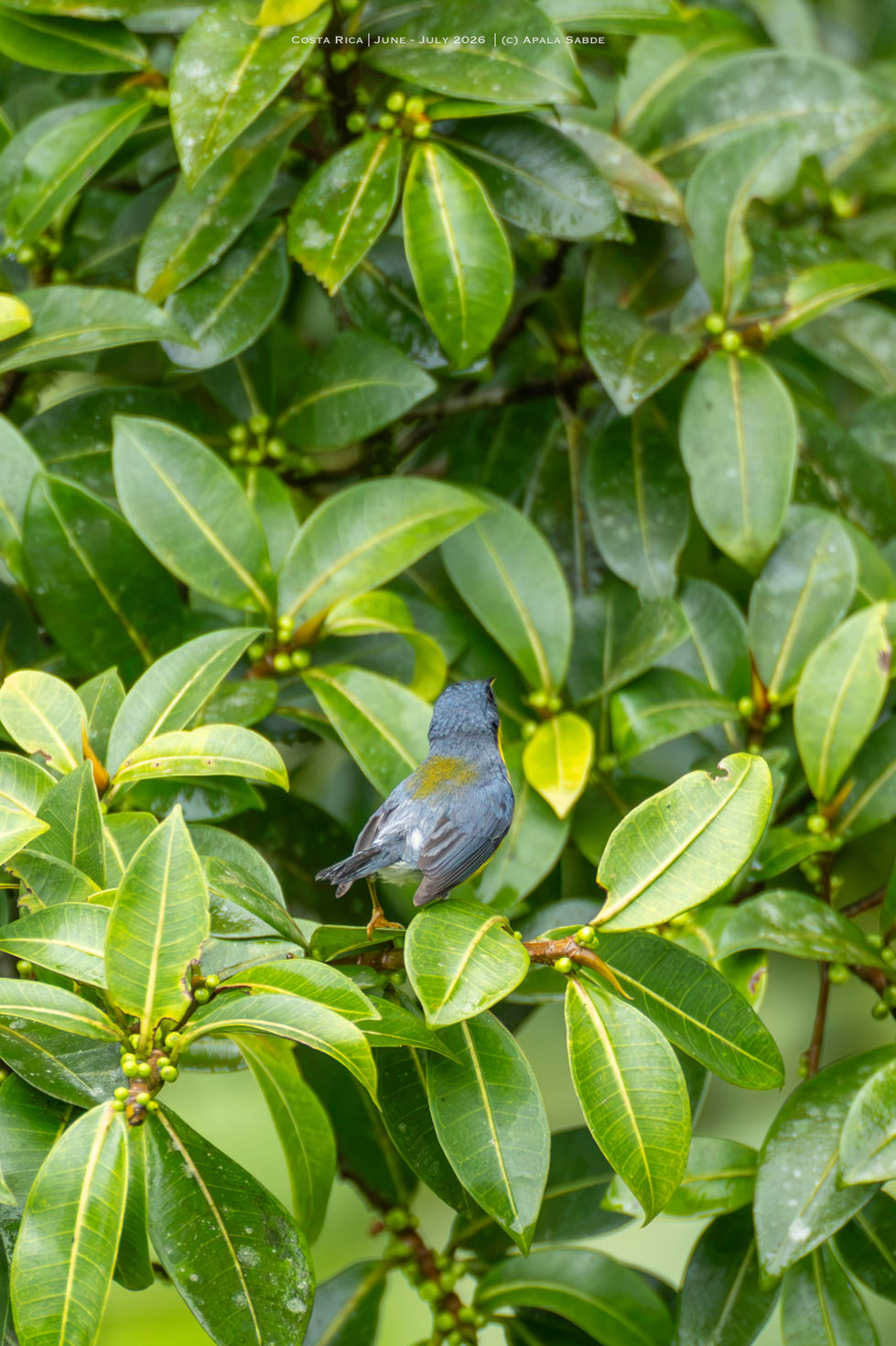 Tropical Parula (buttshot for the record)