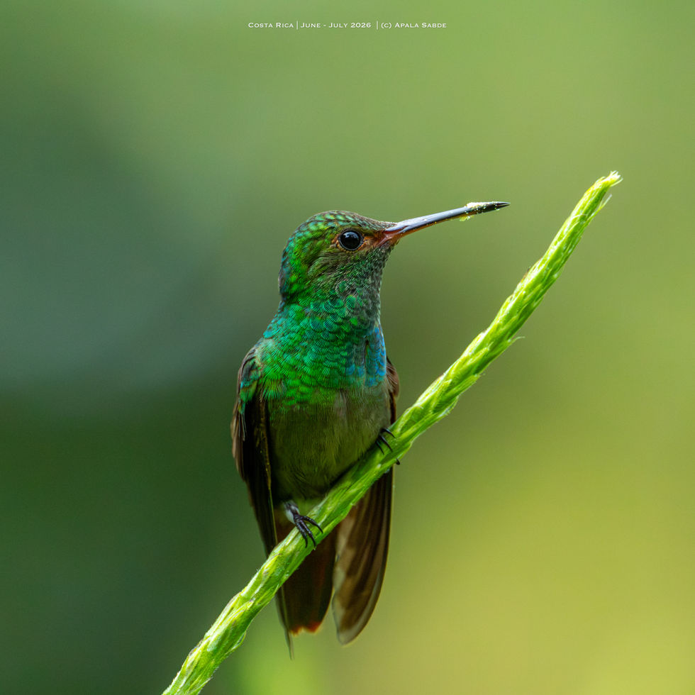 Rufous Tailed Hummingbird