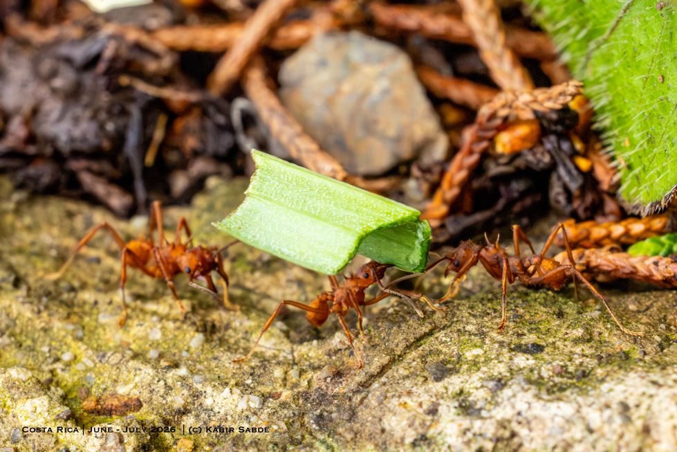 Leafcutter Ant carrying leaf.jpg