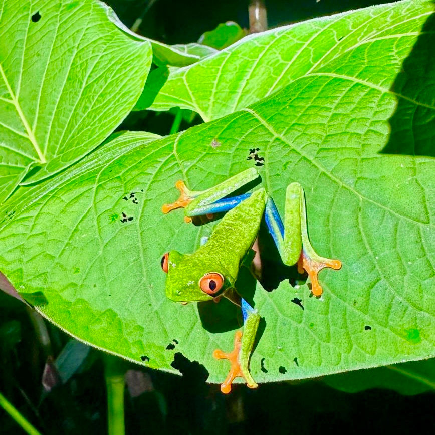 Red-eyed Tree Frog