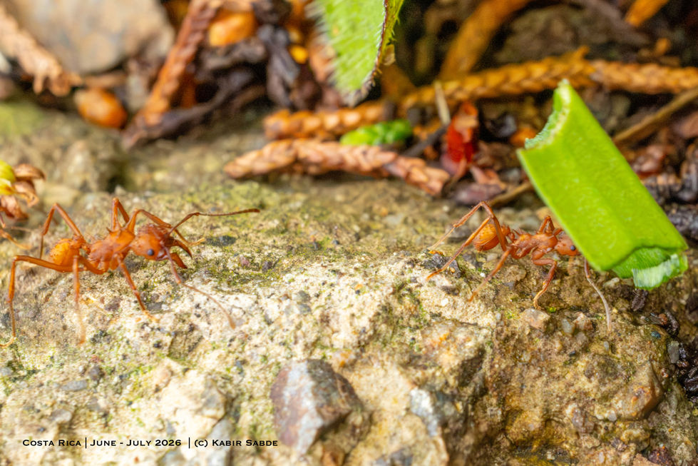 Leafcutter Ant carrying leaf.jpg