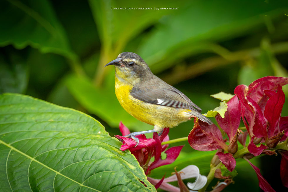 Bananaquit on beautiful flowers