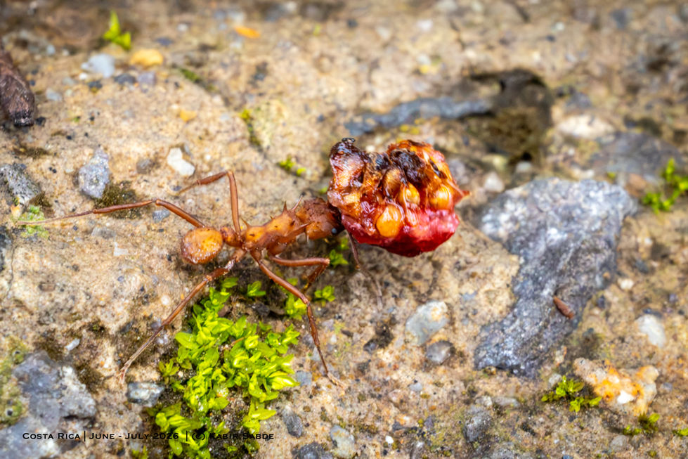 Leafcutter Ant carrying fruit remains.jpg