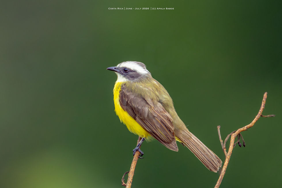 Social Flycatcher