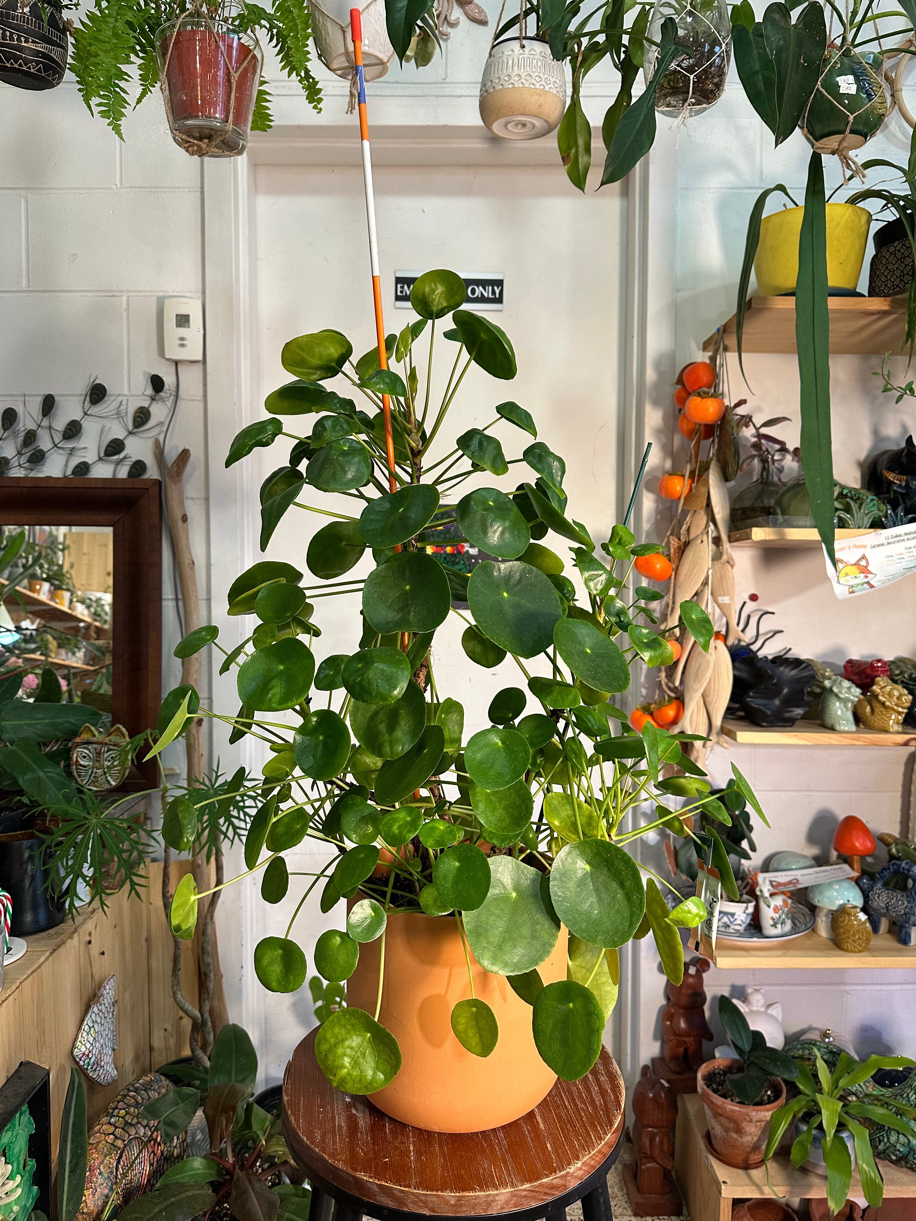 Pilea peperomioides (Chinese Money Plant)