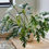 Thumbnail: Philodendron Xanadu 6331