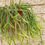 Thumbnail: Rhipsalis Sulcata 7408