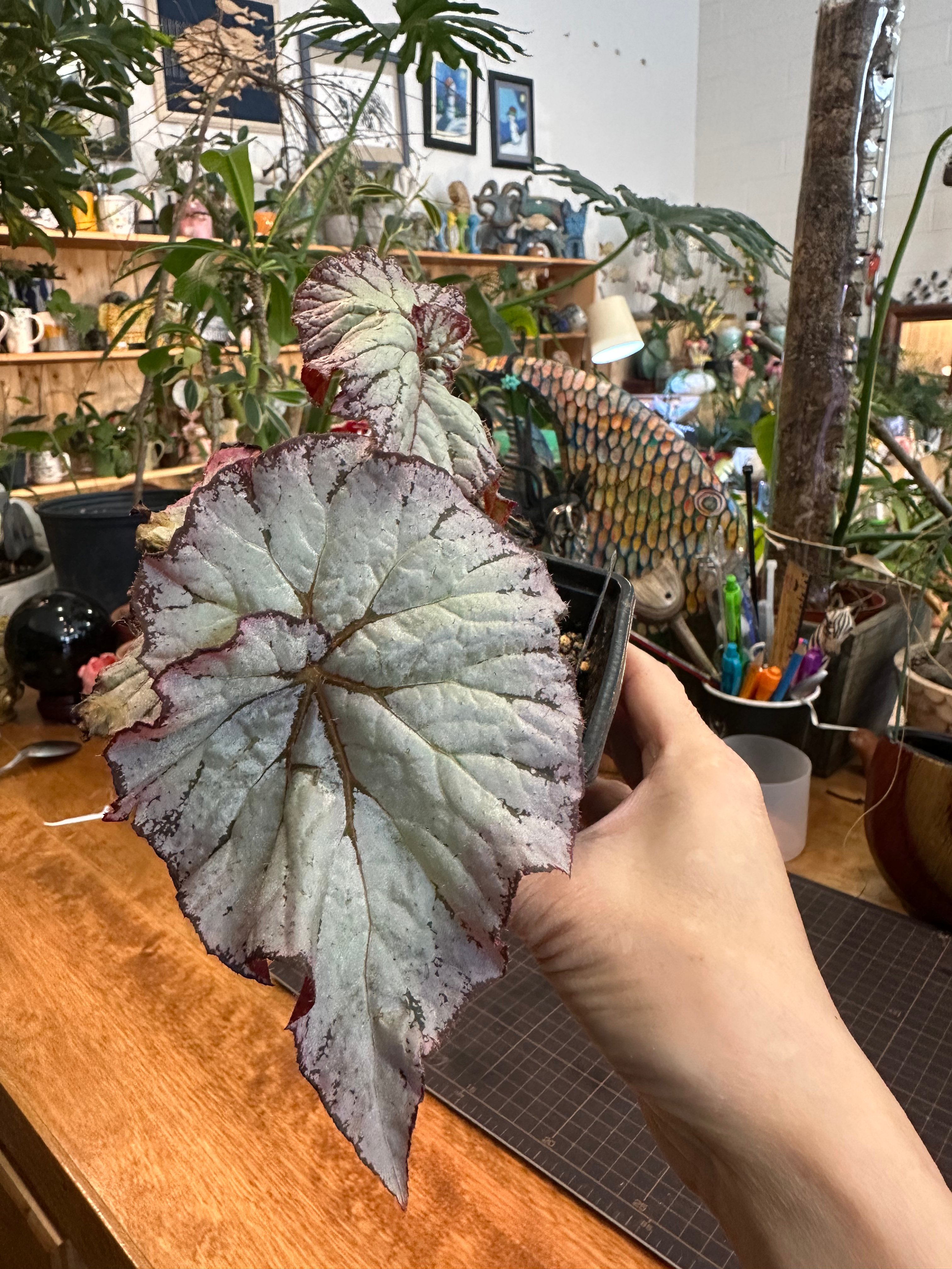 Begonia 'Lilac'