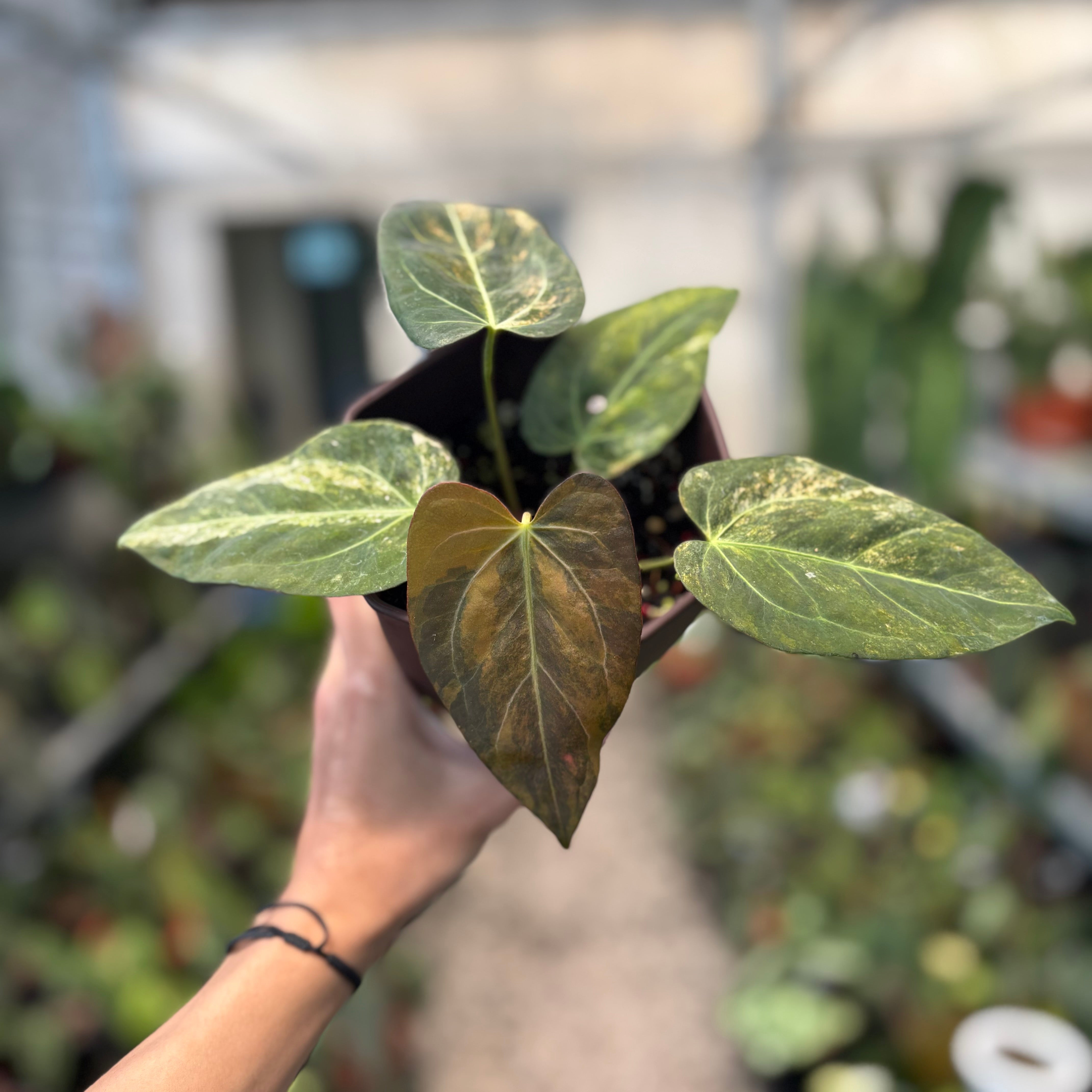 11.2. Anthurium 6400 | Orange's Home