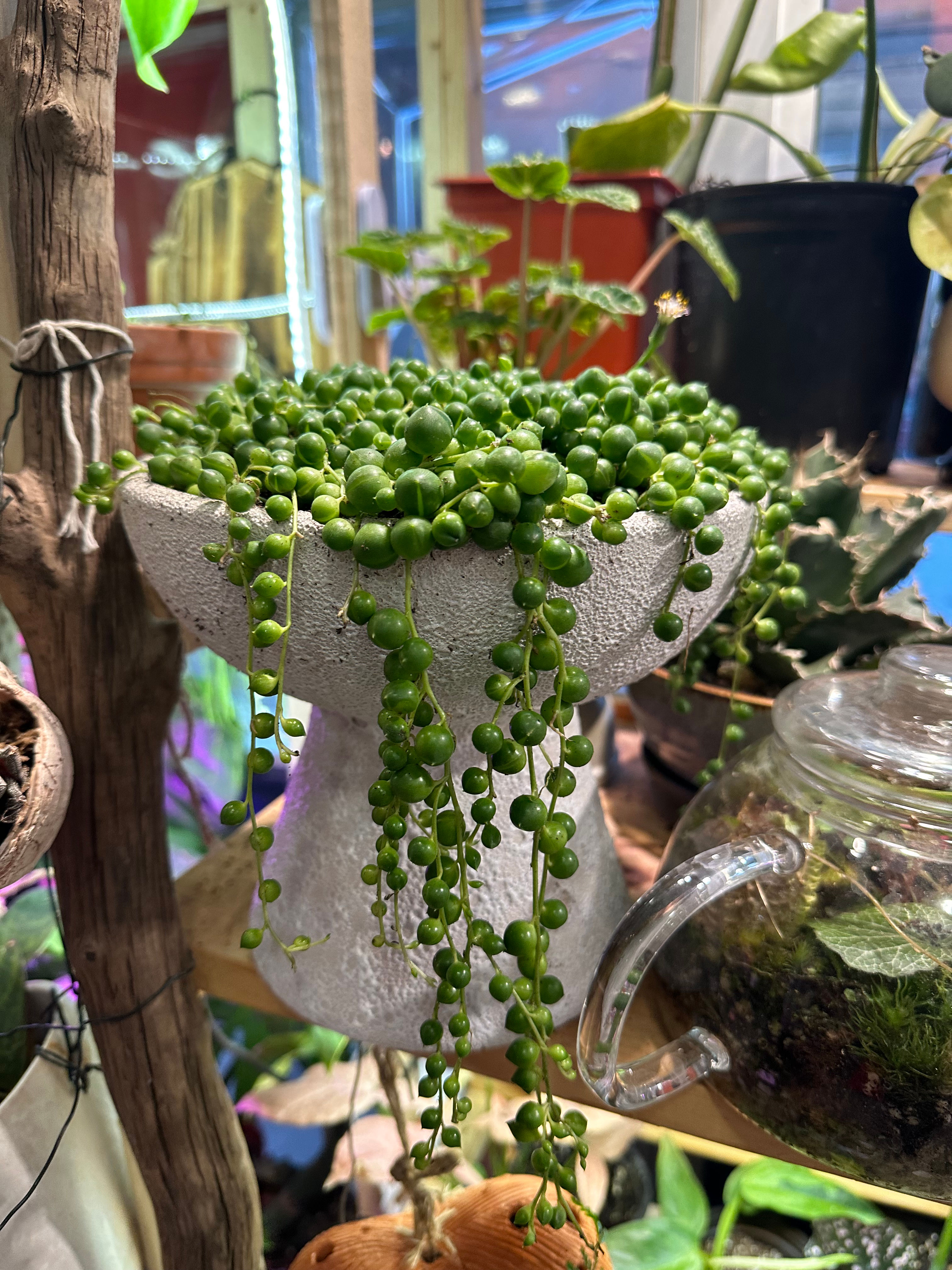 String of Pearls (Senecio rowleyanus) 7502