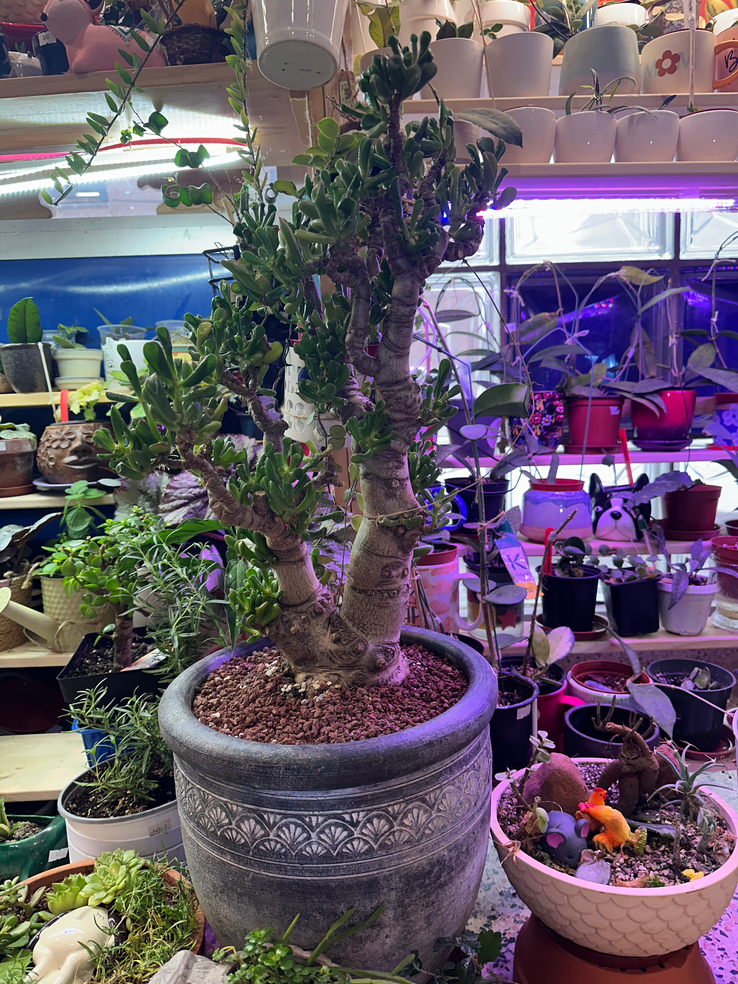 Crasulla Ovata Golum ‘Orge ears Jade’ Tree