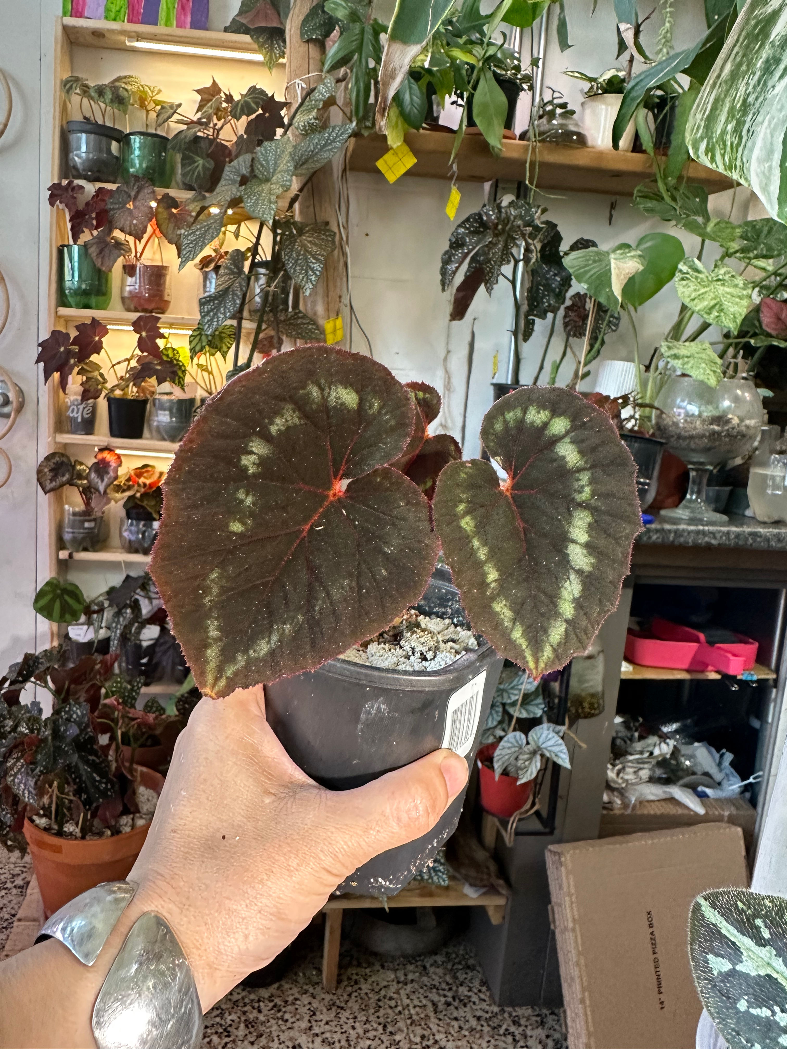 Begonia Cathayana