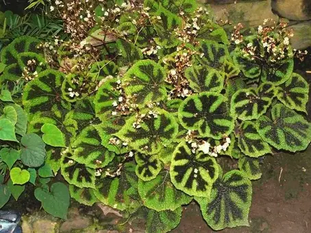 Begonia masoniana ‘Iron Cross’ with a dark cross marking on each leaf