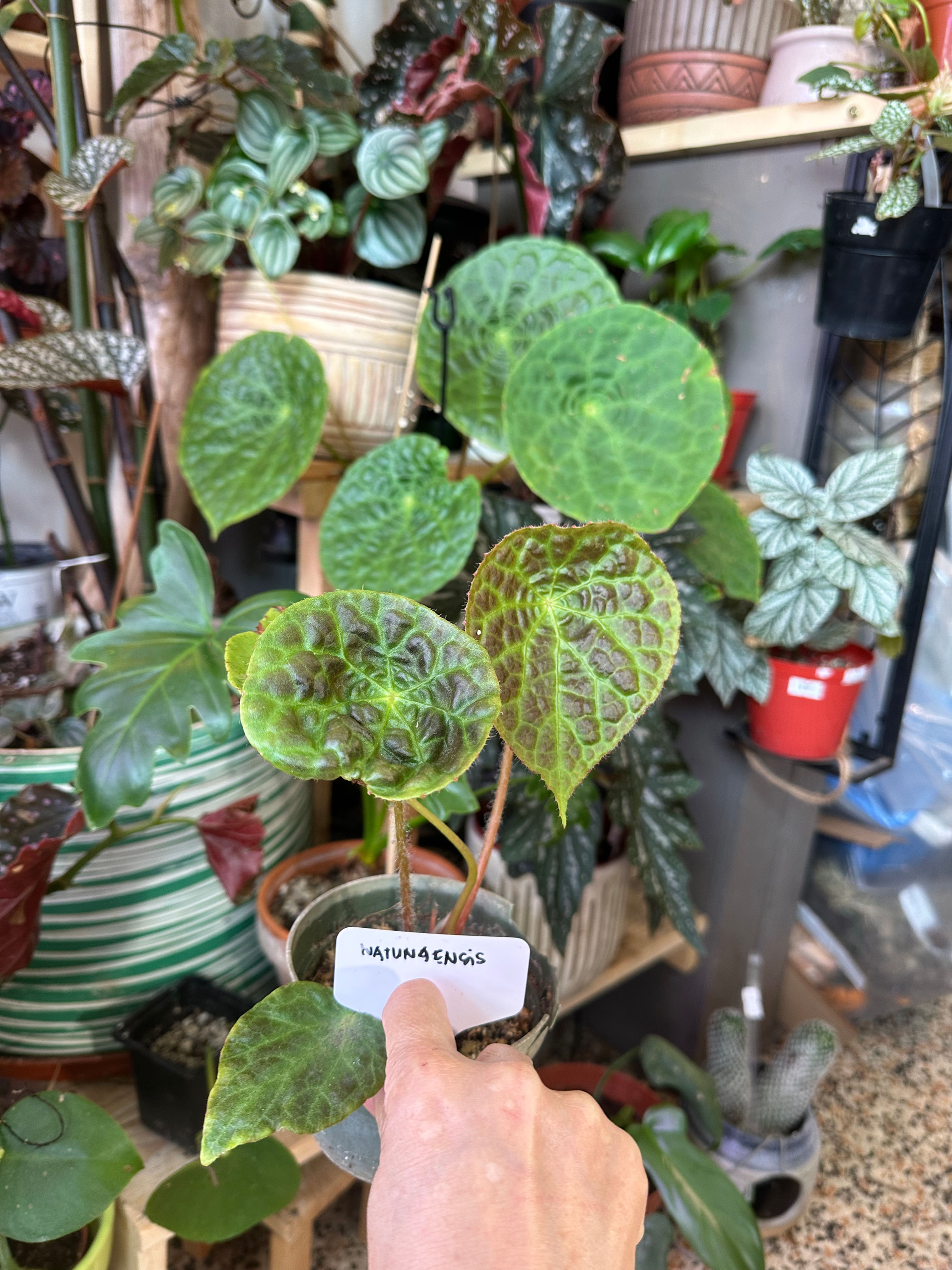 Begonia Natunaensis