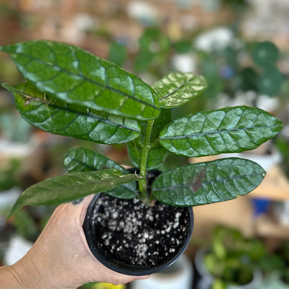 Hoya Villosa Cao Bang (Globulosa)