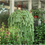 Thumbnail: Donkey tail Succulent 6512