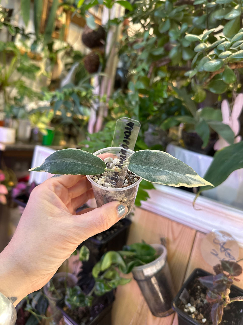 Hoya Archboldiana Albo