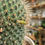 Thumbnail: Mammillaria Spinosissima - Red-Headed Irishman Cactus