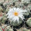 Thumbnail: Thelocactus hexaedrophorus 7019