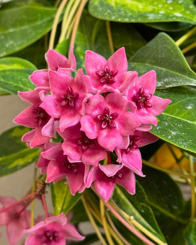 専用ページ　レア　ホヤ　Hoya dennisii frida サクララン Is Hoya dennisii 'Frida' Variegated Hard to Care For?
