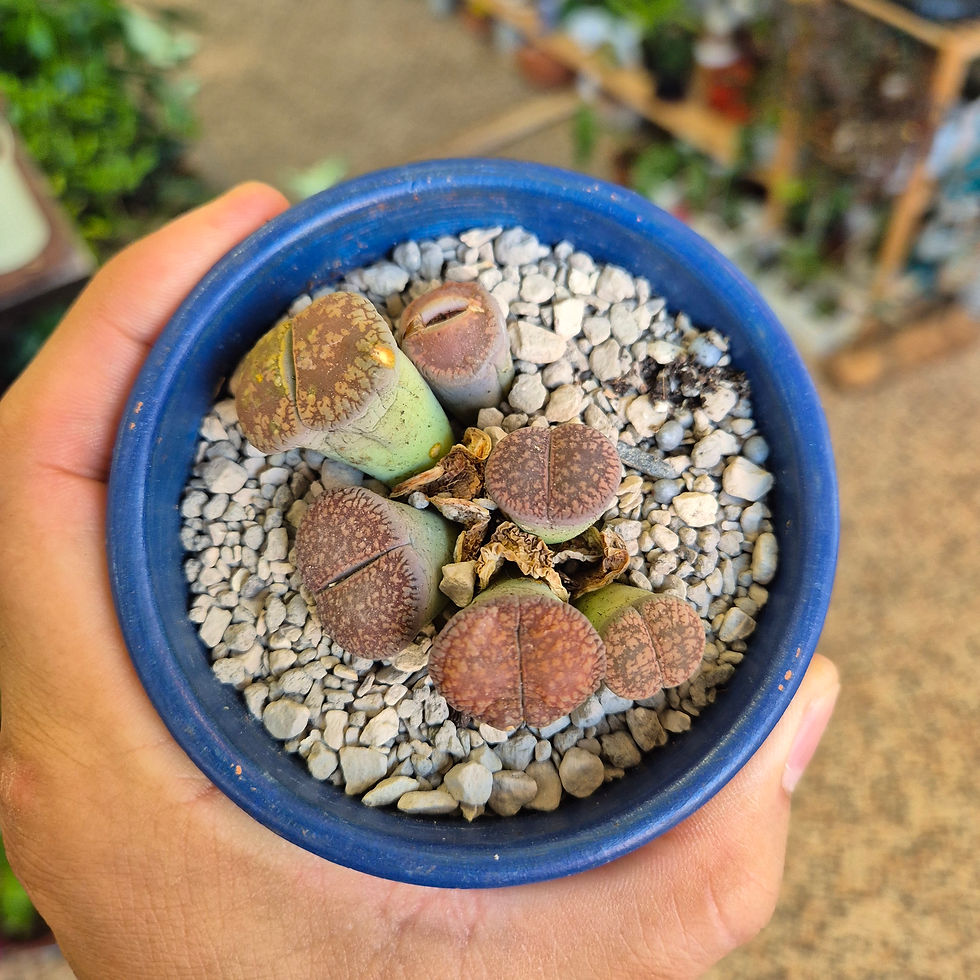 Living Stones, Pebble Plants Lithops